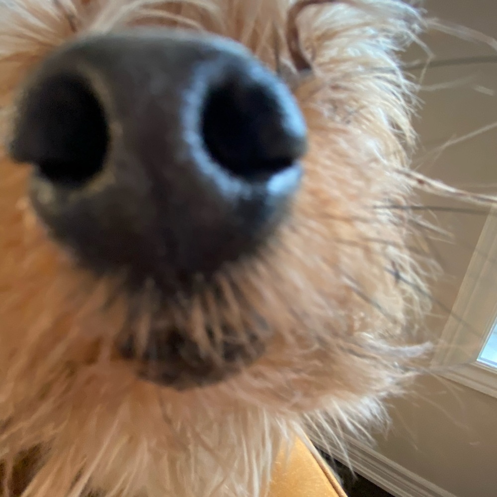 Meet your Posher, Sia